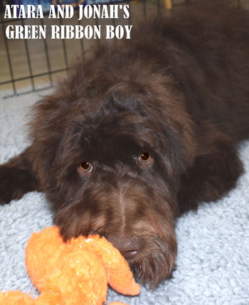 Adhonay's Labradoodles Multigenerational Australian Labradoodles